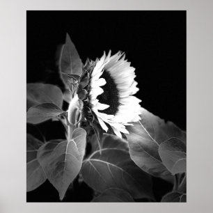 Belle affiche de tournesol en noir et blanc