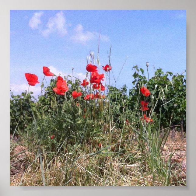 Belle affiche des cépages rouges et des vignes (Devant)