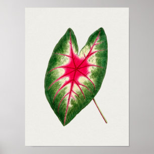 Belle affiche d'illustration Vintage