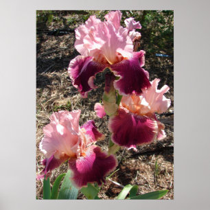 Belle affiche du jardin de fleurs roses foncées de