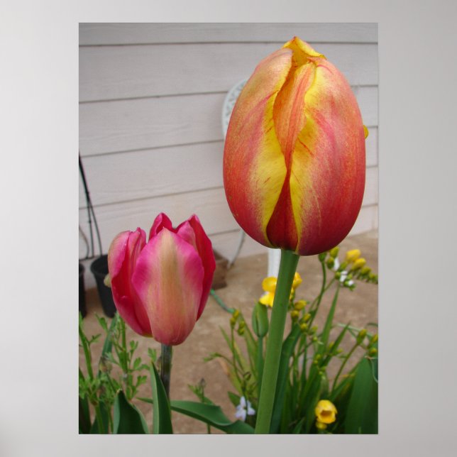 Belle affiche du jardin de la Tulipe Rouge (Devant)