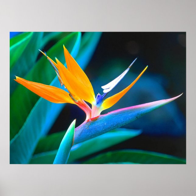 Belle affiche Oiseau du Paradis d'Hawaï (Devant)