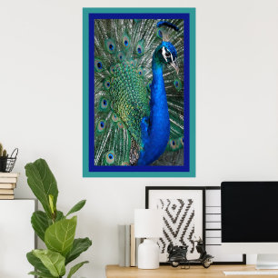 Belle affiche photo de Royal Peacock