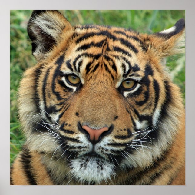 Belle affiche photo de tigre (Devant)