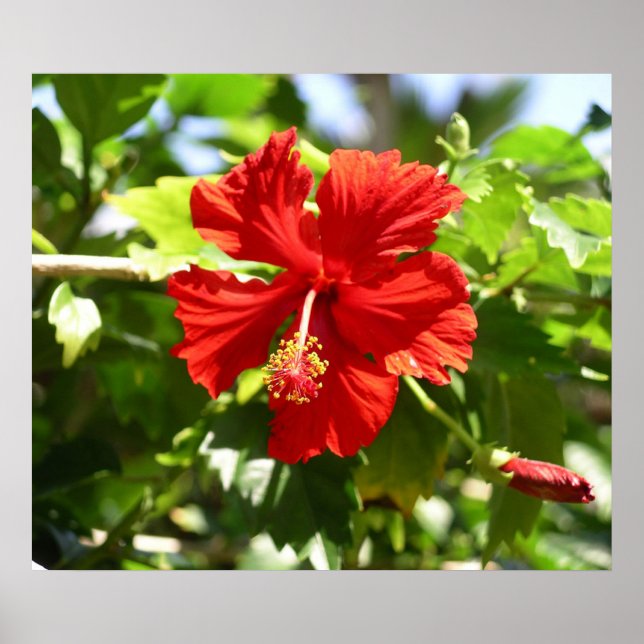 Belle affiche rouge Hawaiian Hibiscus Flower (Devant)