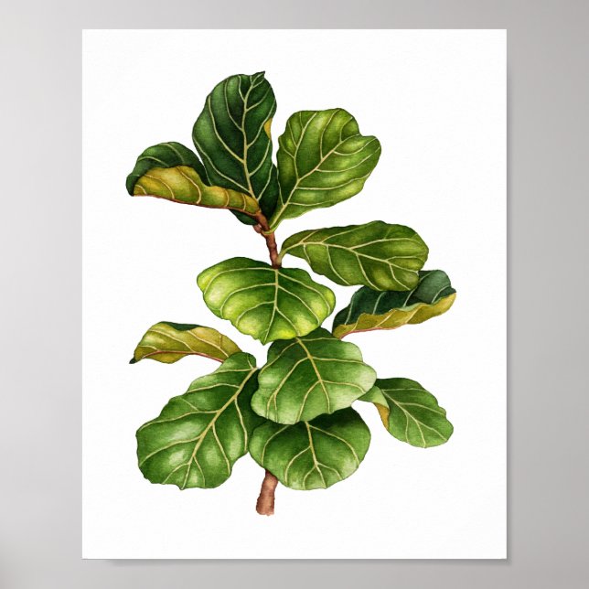 Belle aquarelle Fig plante affiche d'art (Devant)
