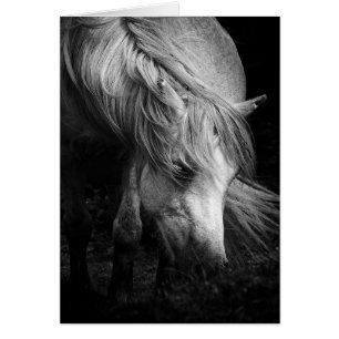 Belle Art Pony Head et Manne noir / carte