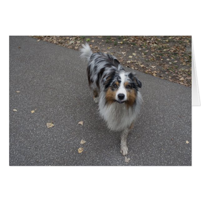 Belle Aussie multicolore (Devant horizontal)