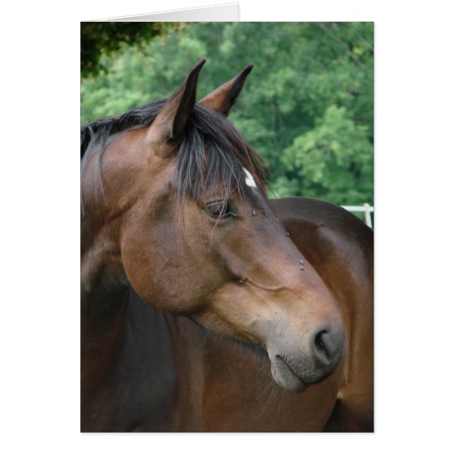 Belle Baie Horse (Devant)