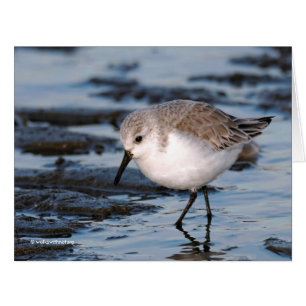 Belle Bécasseau De Sanderling Marche Les Rives D'H