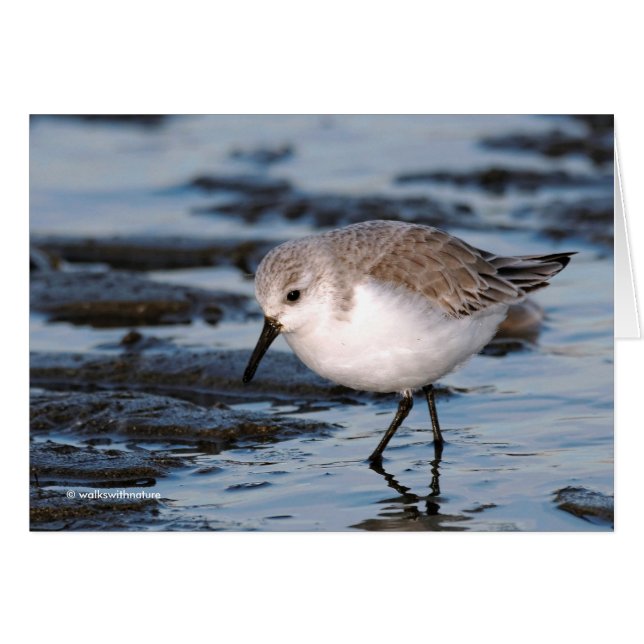Belle Bécasseau De Sanderling Marche Les Rives D'H (Devant Horizontal)