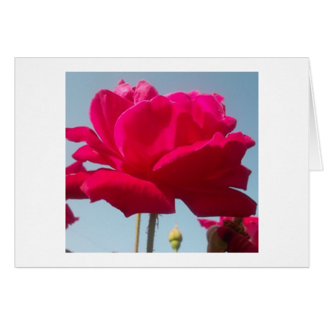 Belle belle Rose céleste rouge contre bleu (Devant horizontal)