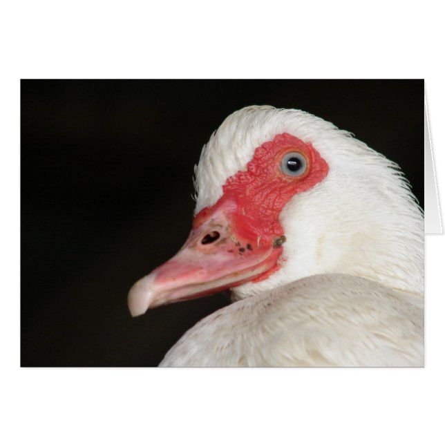 Belle Bleu Bleu Canard à Muscovy (Devant horizontal)