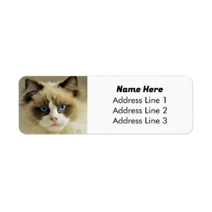 Belle Bleu Eyed Ragdoll Chat Adresse de retour