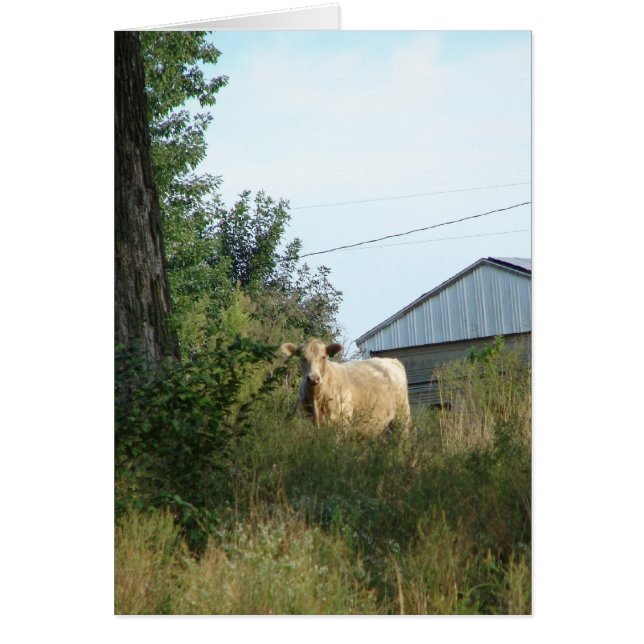 Belle Bovine (Devant)