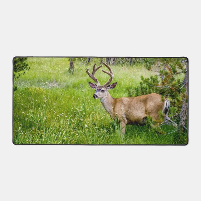 Belle Buck dans le Mat de bureau de prairie (Recto)