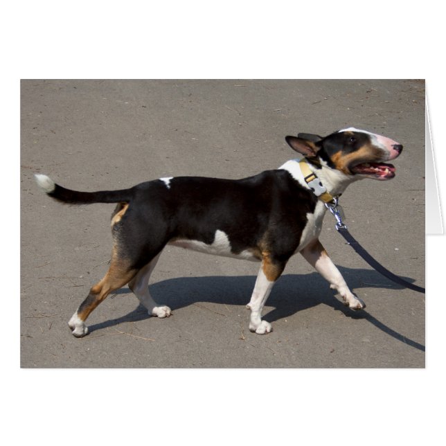 Belle Bullterrier Tricolore (Devant horizontal)