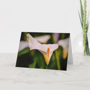Belle Calla Lily dans le jardin Carte de note Fleu