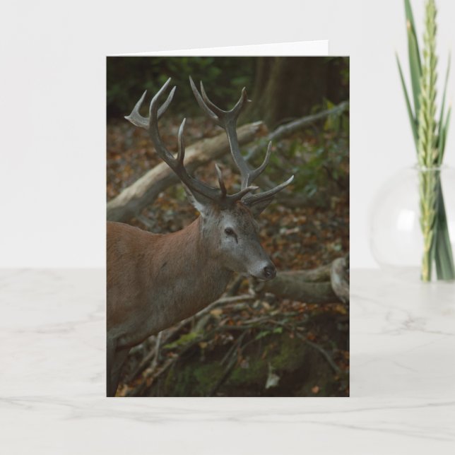 Belle carte blanche photo de buck (Devant)