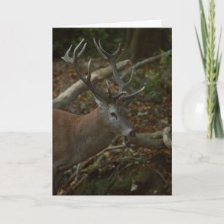 Belle carte blanche photo de buck
