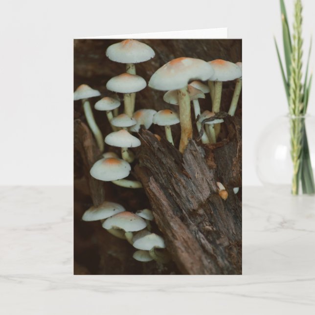 Belle carte blanche photo de champignons (Devant)
