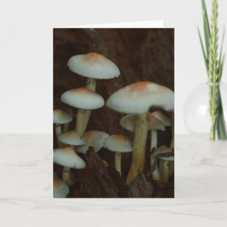 Belle carte blanche photo de champignons