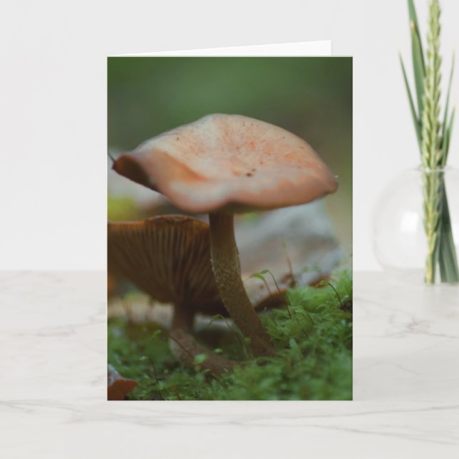 Belle carte blanche photo de champignons (Devant)