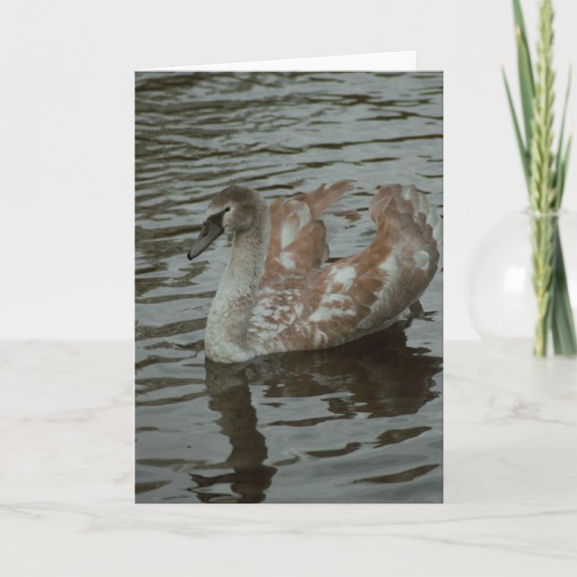 Belle carte blanche photo de cygne (Devant)