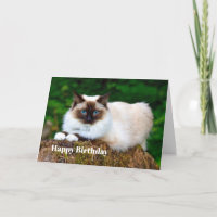 Belle carte d'anniversaire en chat siamois