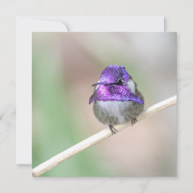 Belle carte de billet colibri de Costa (Devant)