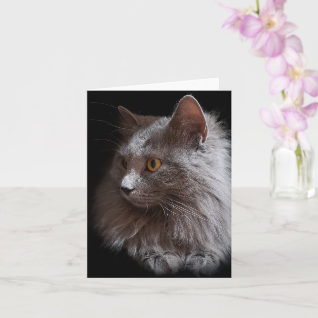 Belle carte de chat gris bleu russe Nebelung vierg (Orchidée)
