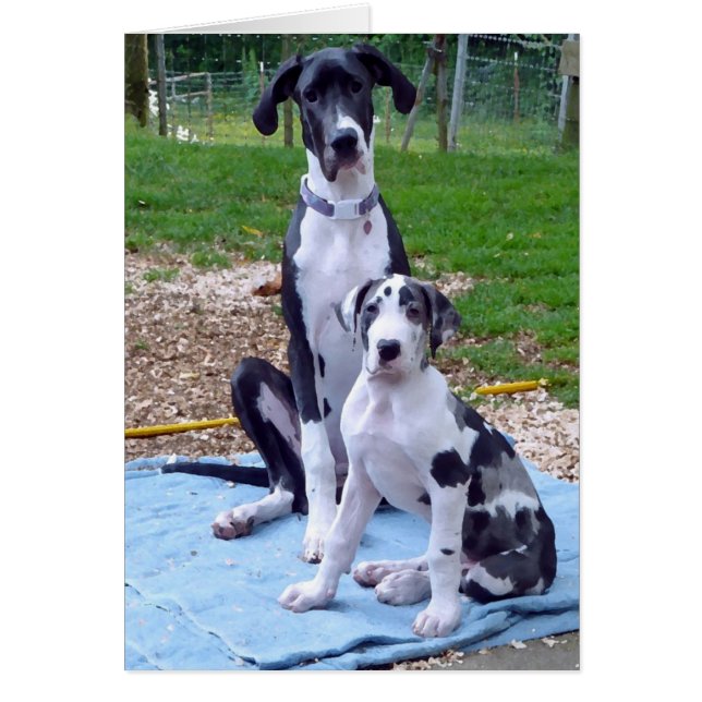 Belle carte de l'artilleur 3m de 6m (Devant)