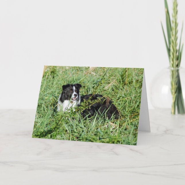 Belle carte de note de border collie (Devant)