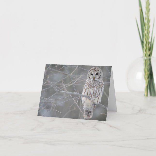 Belle carte de note de hibou (Devant)