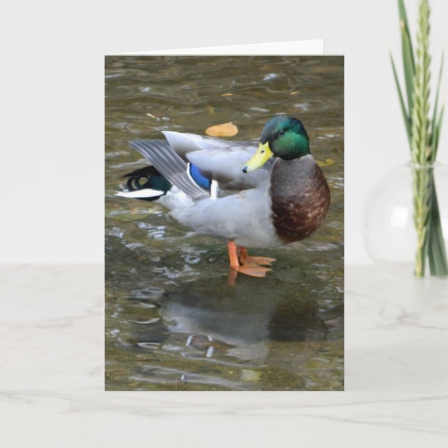 Belle carte de voeux Mallard Duck (Devant)