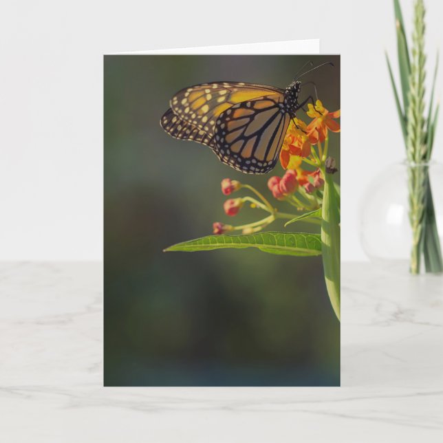 Belle carte de voeux Papillon blanc (Devant)