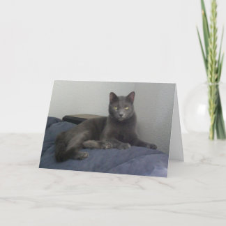 Belle carte de voeux russe de chat bleu