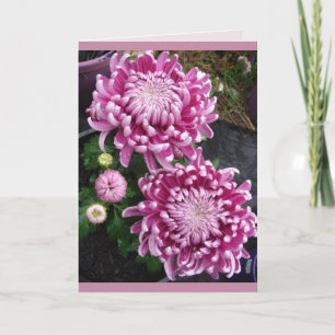 Belle carte florale aux fleurs de Chrysanthème ros
