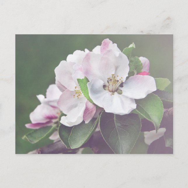 Belle carte postale Apple Tree en fleurs (Devant)