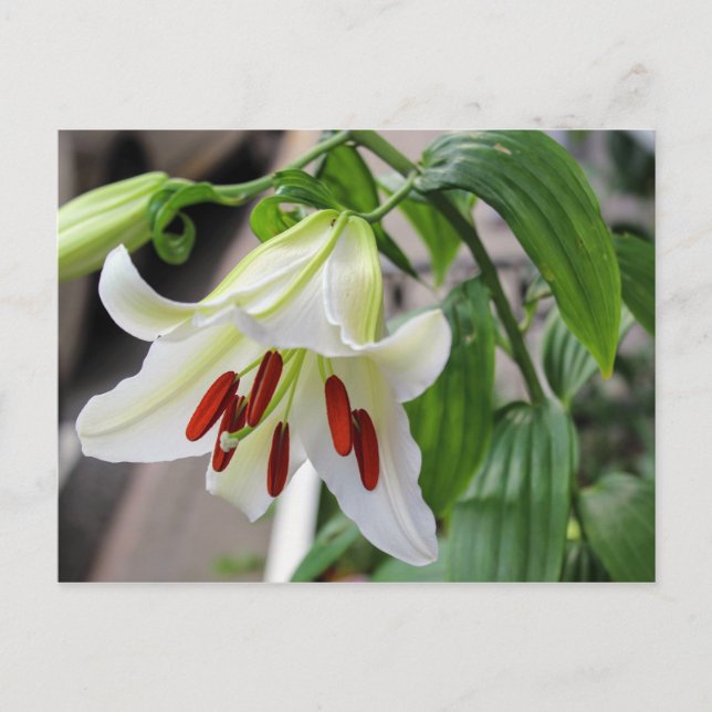 BELLE CARTE POSTALE BLANCHE EASTER LILY (Devant)