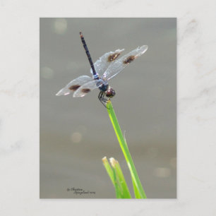 Belle carte postale Bleue Dragonfly