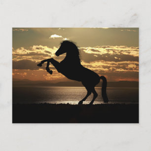 Belle carte postale Cheval