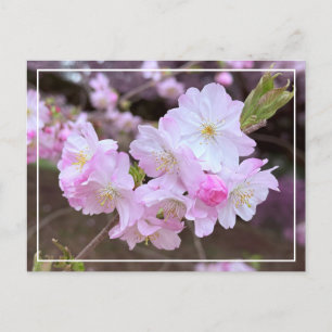 Belle Carte Postale Chic Spring Rose Cherry Blosso