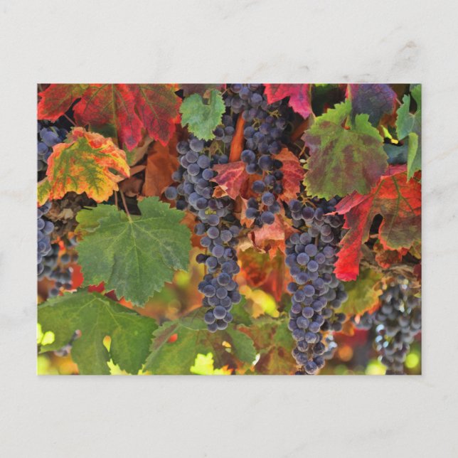 Belle Carte postale couleur Vin d'automne (Devant)