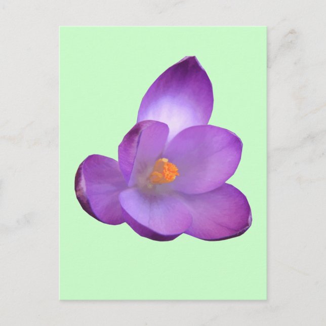 Belle carte postale Crocus (Devant)