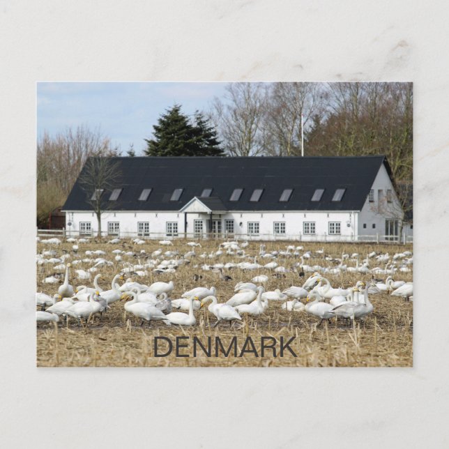 Belle Carte Postale Danemark Swans ! (Devant)