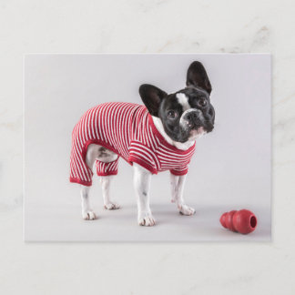 Belle carte postale de Bulldog