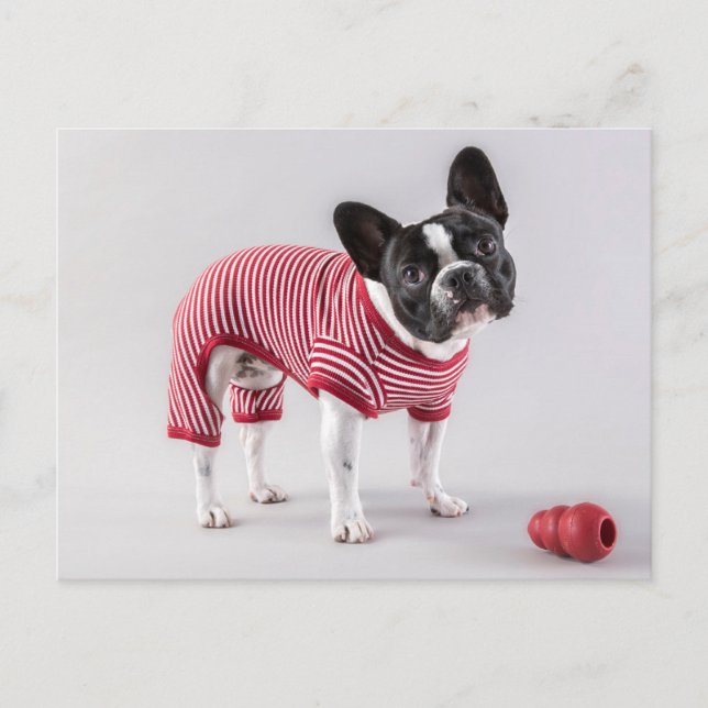 Belle carte postale de Bulldog (Devant)
