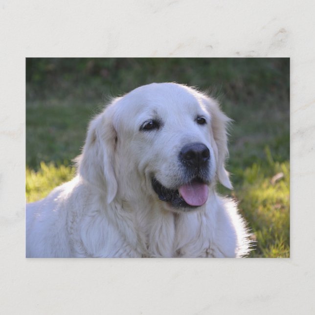 Belle carte postale de chien blanc du Labrador (Devant)
