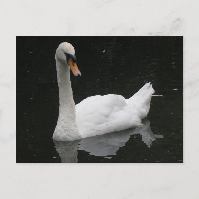 Belle carte postale de cygne blanc (Devant)